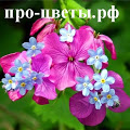 сайт про цветы