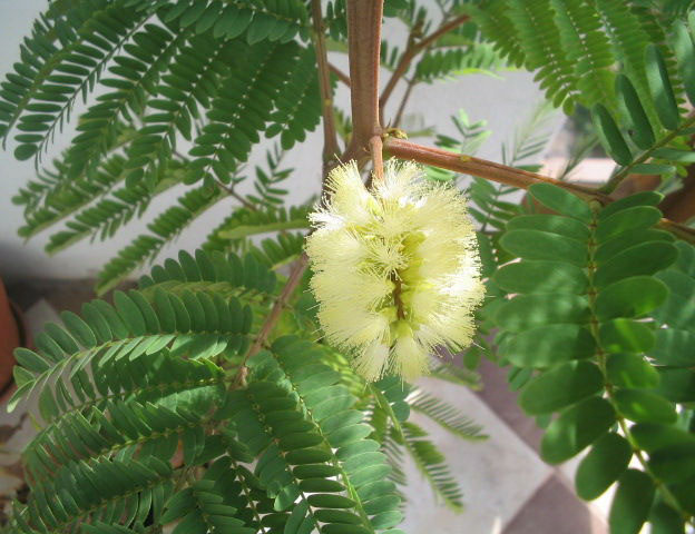 Альбиция пучкоцветковая (Albizia lophantha)