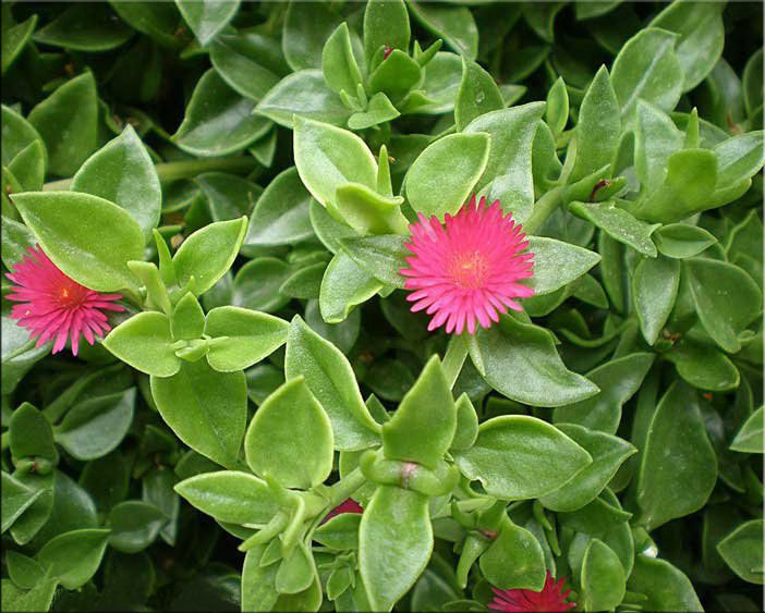 Аптения сердцелистная (Aptenia cordifolia). Синоним: Мезембриантемум сердцелистный (Mesembryanthemum cordifolium)