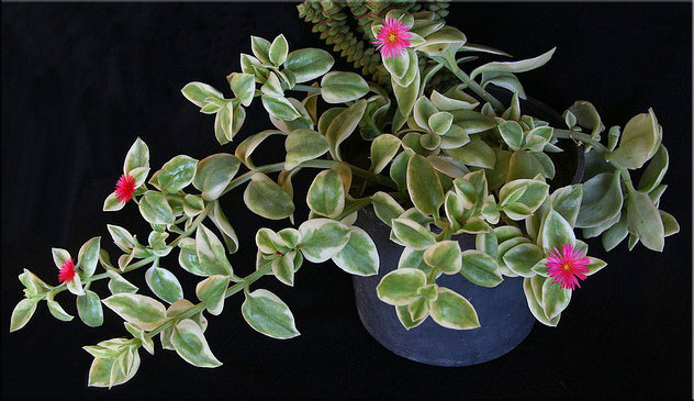 Аптения сердцелистная 'Variegata' (Aptenia cordifolia 'Variegata')