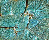 Бегония желтая Begonia xanthina