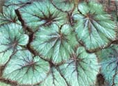 Бегония мощная Begonia robusta