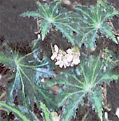 Бегония борщевиколистная Begonia beracleifolia