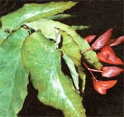 Бегония ярко-красная Begonia coccinea
