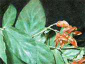 Бегония сизолистная Begonia glaucophylla