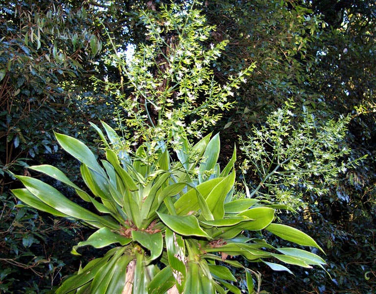  Драцена Гукера (Dracaena hookeriana), Драцена алетриформис (Dracaena aletriformis)