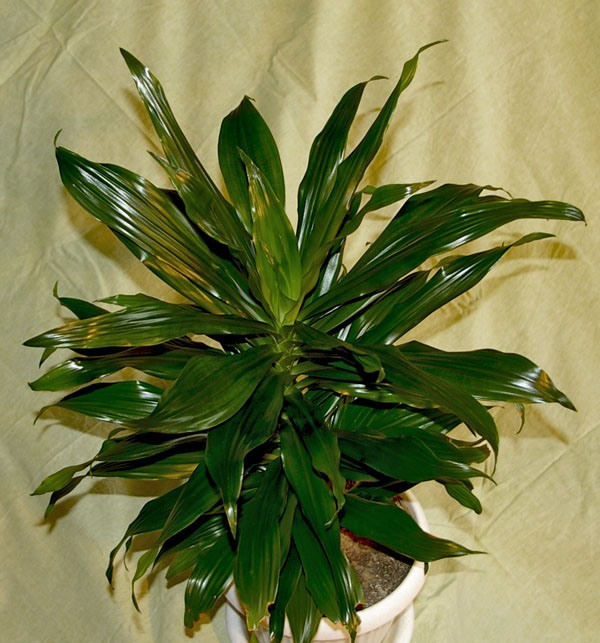 Драцена деременская или деремская (Dracaena deremensis)