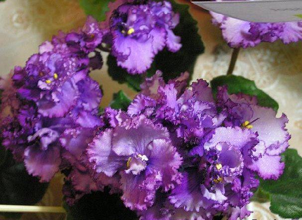 Узамбарская фиалка (сенполия) по Фен-Шуй, цветы по фен шуй