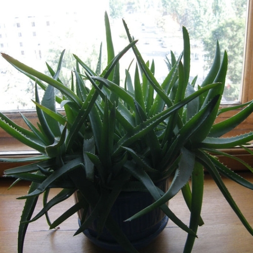 неприхотливые комнатные растения для начинающих Алое (Aloe arborescens)