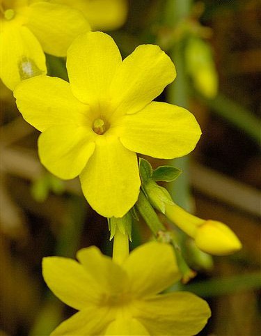 Жасмин  голоцветковый (Jasminum nudiflorum Lindl.)