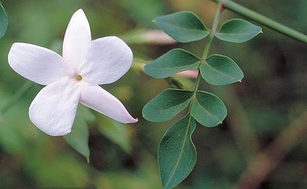 Жасмин крупноцветковый (Jasminum grandiflorum L.)