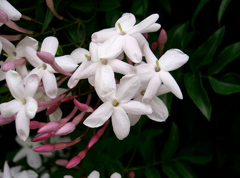 Жасмин многоцветковый (Jasminum polyanthum Franch.)