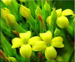 Каланхое крупноцветковое (Kalanchoe grandiflora A. Rich.)