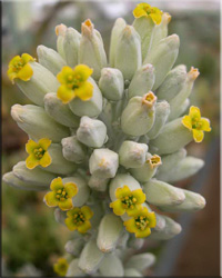 Каланхое метельчатоцветковое (K. thyrsiflora Harv.)