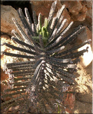 Каланхое трубчатоцветковое, или трубкоцветное (K. tubiflora (Harv.) Raym.-Hamet)