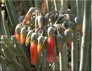 Каланхое трубчатоцветковое, или трубкоцветное (K. tubiflora (Harv.) Raym.-Hamet)