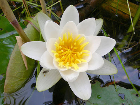 цветочный гороскоп Кувшинка (2 июля - 12 июля), фото цветы