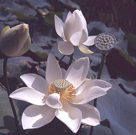 цветочный гороскоп лотос, фото лотоса