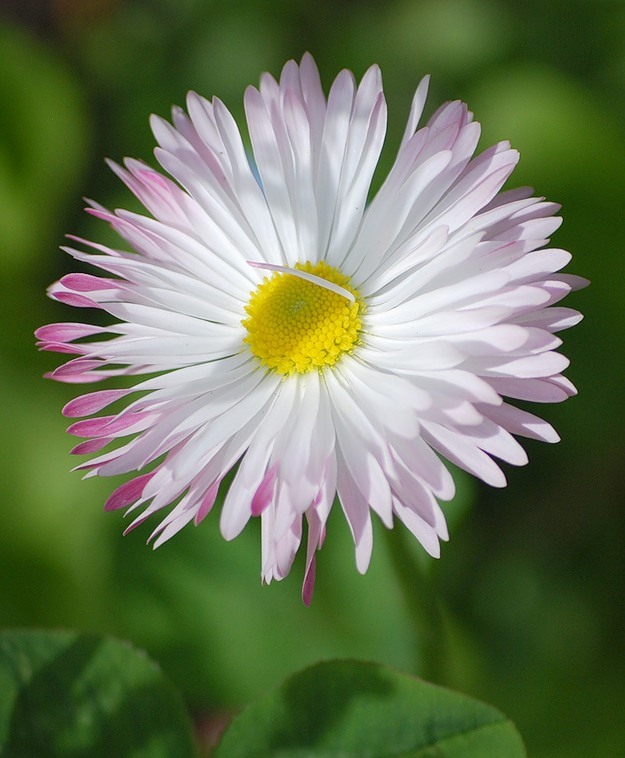 цветочный гороскоп Маргаритка (12 июня - 21 июня), маргаритка фото