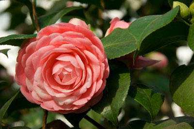 Миддлемист красный Middlemist camellia
