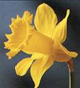 фото цветок Нарцисс (Narcissus)