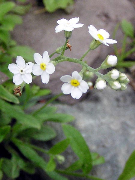 Незабудка альпийская садовая — Myosótis х hybrida hort
