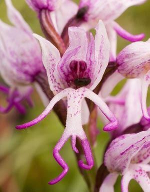 Dracula Orchidaceae Orchis simia