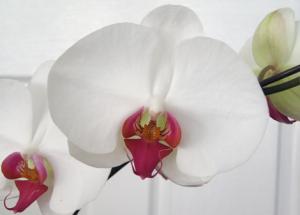 Орхидея (Orchidaceae) фото цветка