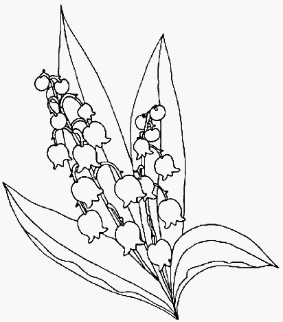 Раскраска цветок Ландыш