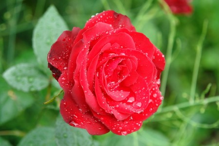 Легенды и мифы о Розе, фото розы