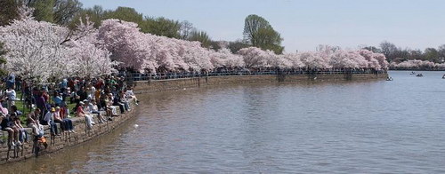 цветок сакуры (sakura)