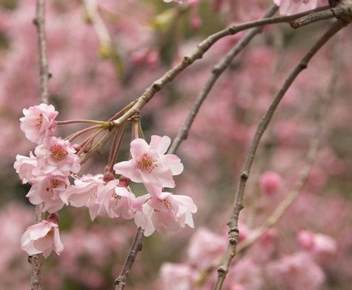цветок сакуры (sakura)