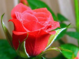 Роза комнатная фото, виды роз, разновидности розы описание