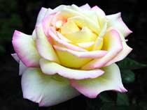 Роза садовая фото