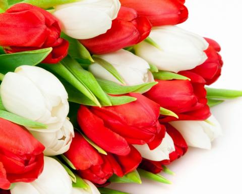 Тюльпаны цветы обои на рабочий стол