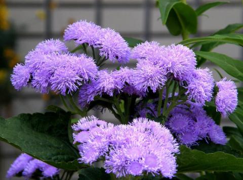 Фото цветок Агератум (Ageratum)