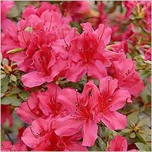 Азалия, Рододендрон (Azalea, Rhododendron)