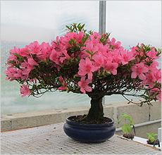 Фото цветок Азалия, Рододендрон (Azalea, Rhododendron)