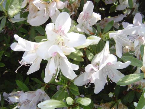 Белые цветки рододендрона фото
