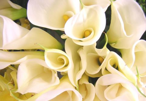 Белые каллы славятся красотой покрывала, окружающего, как фата невесту, соцветие-початок.