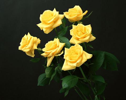 Букеты желтых роз