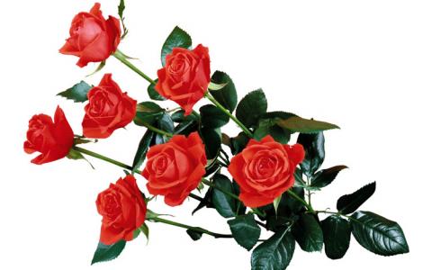 Букеты красных роз фото