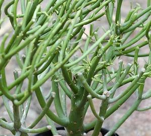 Фото цветок Молочай (Euphorbia)