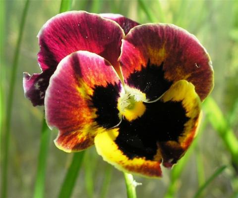 Фото цветок Фиалка узамбарская (Сенполия — Saintpaulia)