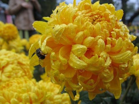 Фото цветок Хризантема (Chrysanthemum)