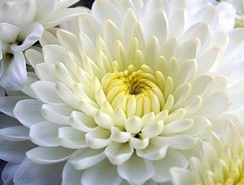 Фото цветок Хризантема (Chrysanthemum)