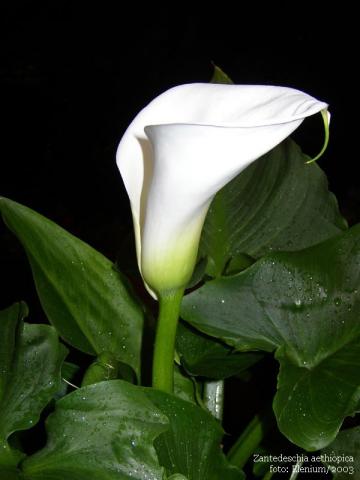 Фото цветок белый Калла (Calla) или Зантедехия (Zantedeschia)