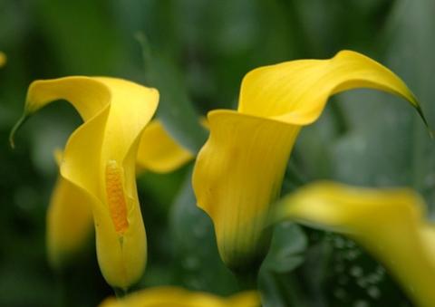 Фото цветок желтый Калла (Calla) или Зантедехия (Zantedeschia)