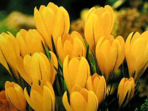 Фото цветок Крокус желтый или Шафран (Crocus)