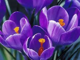 Фото цветок фиолетовый Крокус или Шафран (Crocus)